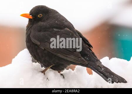 Haltern, Nord Reno-Westfalia, 8 febbraio 2021. Un uccello nero (Turdus merula) cerca cibo in un giardino innevato. In alcune parti dell'NRW e in altre aree, con nevicate diffuse e temperature inferiori a quelle di congelamento, è ancora presente un avviso di condizioni meteorologiche avverse. Credit: Imageplotter/Alamy Live News Foto Stock