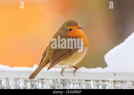 Haltern, Nord Reno-Westfalia, 8 febbraio 2021. Un pettirosso o un pettirosso europeo (Erithacus rubecula) cerca cibo in un giardino innevato. In alcune parti dell'NRW e in altre aree, con nevicate diffuse e temperature inferiori a quelle di congelamento, è ancora presente un avviso di condizioni meteorologiche avverse. Foto Stock