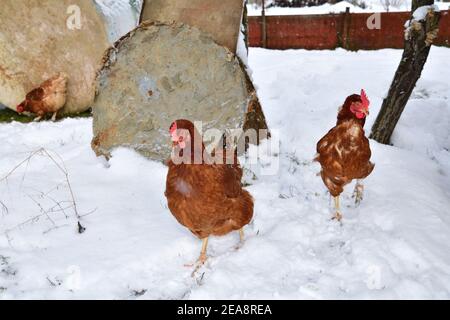 Le galline ovaiole camminano in inverno e cercano il verde erba in inverno sotto la neve Foto Stock