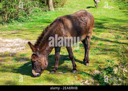 Primo piano di un asino marrone Foto Stock