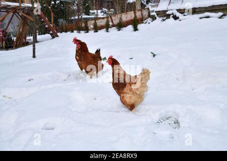 Le galline ovaiole camminano in inverno e cercano il verde erba in inverno sotto la neve Foto Stock