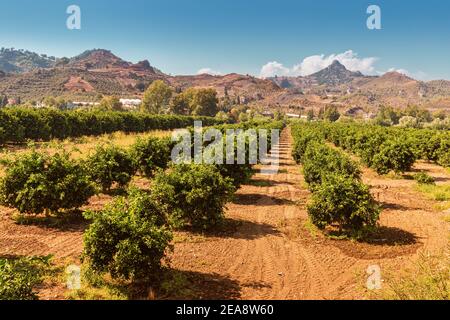 Piantagioni di agrumi in una fattoria in Turchia. Montagne Taurus sullo sfondo. Clima unico per l'agricoltura Foto Stock