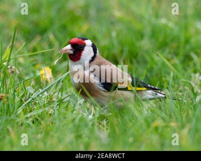 Goldfinch mangiare semi di dente di leone Foto Stock