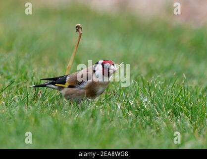 Goldfinch mangiare semi di dente di leone Foto Stock