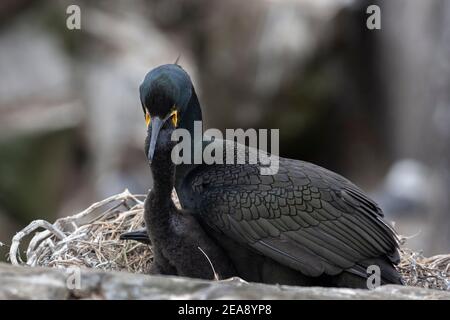 Shag (Phalacrocorax aristotelis) alimentazione pulcino, Isole Farne, Northumberland, Regno Unito Foto Stock