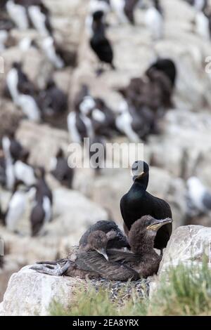 Shag (Phalacrocorax aristotelis) con pulcini su nido, Isole Farne, Northumberland, Regno Unito Foto Stock