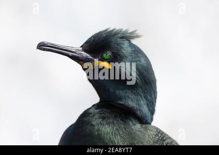 Shag (Phalacrocorax aristotelis), Isole Farne, Northumberland, Regno Unito Foto Stock