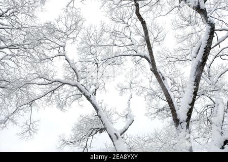 Bellissimi alberi invernali con neve pulita sui rami su bianco sfondo nel freddo giorno coperto Foto Stock