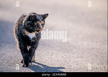 Cat sulla strada. Un gatto tabby che cammina da solo in giornata di sole. Losanna, Svizzera. Carino e fnny. Foto Stock