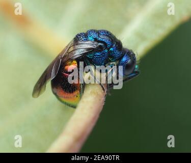 Wasp con coda di rubino arricciato su foglia di betulla. Tipperary, Irlanda Foto Stock