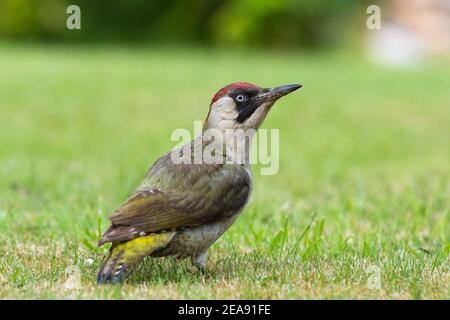 Giovane Picus viridis verde che si nutre sul prato Foto Stock