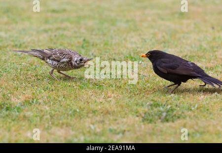 Canzone Thrush [ Turdus philomelos ] in 'Face Off' o. Combatti con Male Blackbird [ Turdis Merula ] Foto Stock