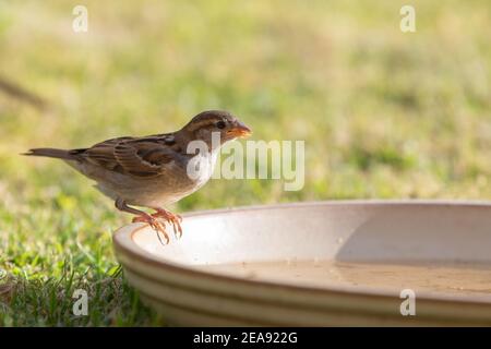 Femmina Casa passera [ Passer domesticus ] bere da a. piatto di ceramica sul prato Foto Stock