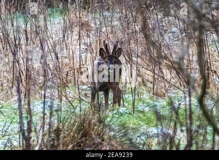 European Roe Deer foraggio in un bosco durante il tempo freddo, West Lothian, Scozia. Foto Stock