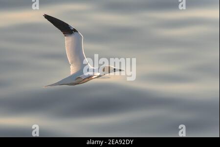 Una gannet settentrionale in volo, bassa sopra l'Oceano Atlantico. Foto Stock