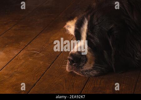 Cane dormire sul pavimento Foto Stock