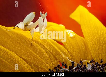 Orchidea in preghiera mantis seduta su un fiore giallo Foto Stock