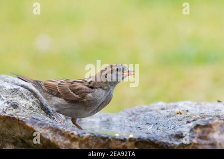 Femmina Casa passera [ Passer domesticus ] bere da a. piscina su una roccia Foto Stock