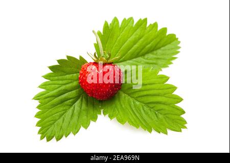 Fragola selvaggia con foglia isolata su sfondo bianco Foto Stock