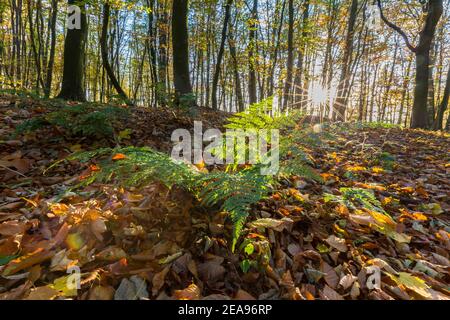 Fern e sole che splende attraverso la faggeta in autunno / caduta Foto Stock