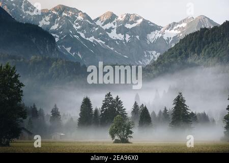 Alba su un prato vicino Oberstdorf. Sullo sfondo, le alte Alpi di Allgäu si estendono dietro alberi foggosi e boschi / sezioni forestali Foto Stock