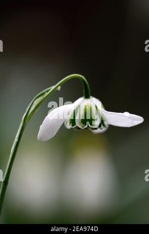 galanthus ophelia,doppio snowdrops,doppio,snowdrop,snowdrops,primavera,fiore,fiori,fioritura,marcatura,bianca,verde,marcature,marcate,marchio,Greatorex Double Foto Stock