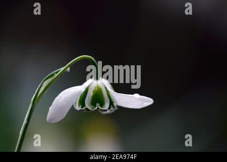 galanthus ophelia,doppio snowdrops,doppio,snowdrop,snowdrops,primavera,fiore,fiori,fioritura,marcatura,bianca,verde,marcature,marcate,marchio,Greatorex Double Foto Stock