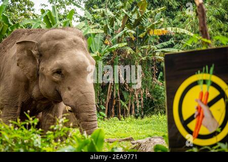 Un elefante di sumatran accanto a un cartello non dare da mangiare agli animali al Taman Safari Park, Indonesia Foto Stock