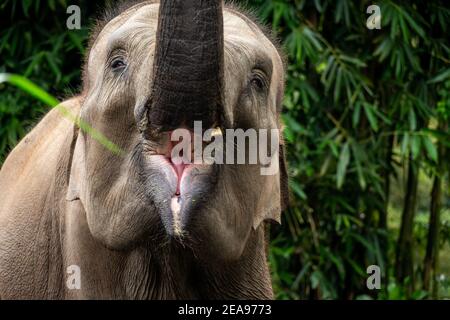 Un elefante di sumatran che ruggiva con il tronco nell'aria Foto Stock