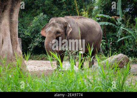 L'Elefante Sumatran, in pericolo di estinzione, al Taman Safari Park Foto Stock