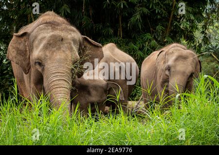 Una mandria di elefanti sumatran in pericolo critico che pascolano sull'erba Foto Stock