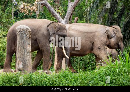 Una mandria di elefanti sumatra al Taman Safari Park, Indonesia Foto Stock