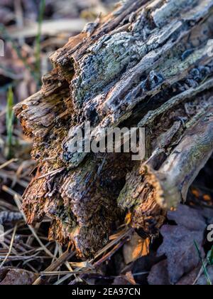 Tree stump ghiacciato Foto Stock