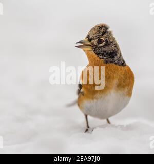 Brambling (Fringilla montifringilla) in piedi nella neve Foto Stock