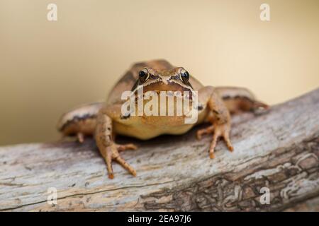 Primo piano frontale della rana agile europea (Rana dalmatina) seduto su un ramo isolato su sfondo giallo Foto Stock