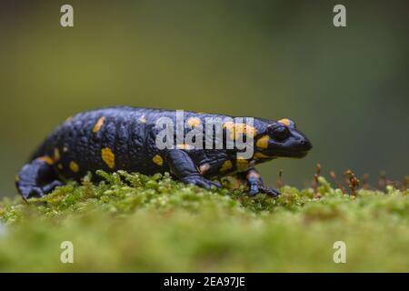 Primo piano vista laterale di Salamander fuoco (Salamandra salamandra) seduta su muschio verde isolato su sfondo verde scuro. Scatto macro Foto Stock