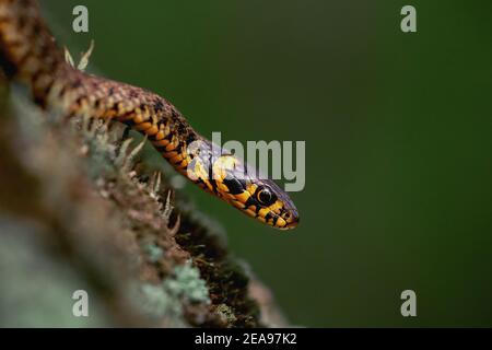Serpente d'erba (Natrix natrix) scivolante su muschio verde isolato su sfondo verde scuro. Scatto macro Foto Stock