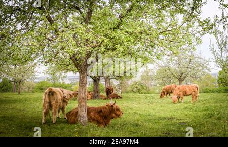 Highland scozzesi il bestiame al pascolo Foto Stock