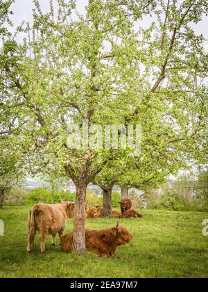 Highland scozzesi il bestiame al pascolo Foto Stock