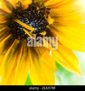 Ripresa macro di un girasole Foto Stock