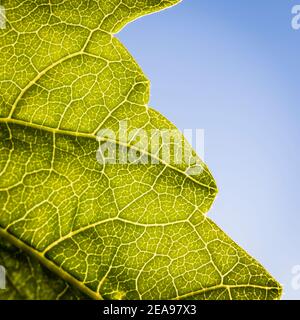 Ripresa macro di una foglia Foto Stock