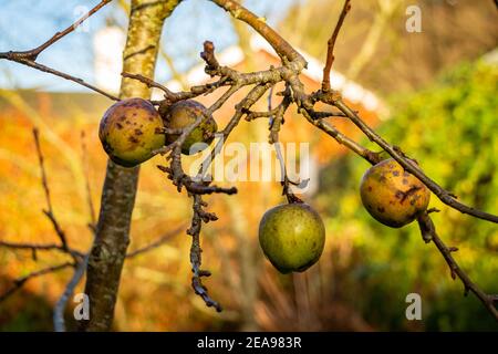 Vecchie mele in rovina su un albero in inverno sole Foto Stock