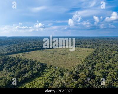 Drone vista aerea della zona di deforestazione aperto pascolo per le aziende di bestiame nella foresta amazzonica, Brasile. Concetto di ecologia, distruzione, conservazione Foto Stock