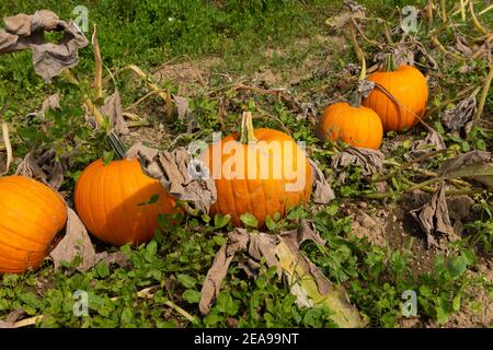 Campo di zucca, Baviera, raccolta di zucca Foto Stock