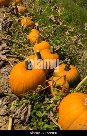 Campo di zucca, Baviera, raccolta di zucca Foto Stock