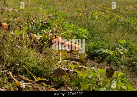 Campo di zucca, Baviera, raccolta di zucca Foto Stock