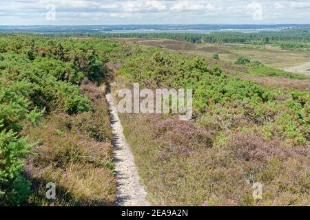 Sentiero attraverso Godlingston Heath con Poole Harbour sullo sfondo, Dorset, Regno Unito, agosto 2020. Foto Stock