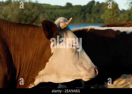 Mucca, pascolo, fattoria, primo piano Foto Stock