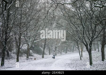 Una figura solista cammina i suoi cani durante la nevicata a Central Parco Plymouth nella neve 2010 Foto Stock