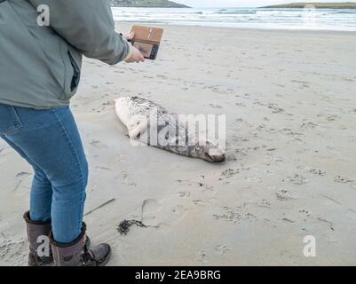 Dead Seal sdraiato sulla spiaggia di Narin da Portnoo - Contea di Donegal, Irlanda. Foto Stock